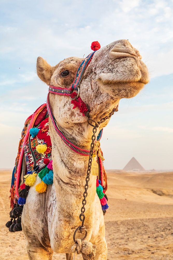 Africa-Egypt-Cairo Giza plateau Camel near the great Giza pyramids art print by Emily Wilson for $57.95 CAD